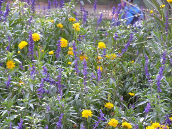Paris - Effiel Tower - Plants