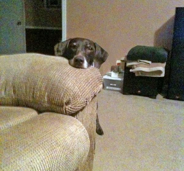 Paris peeking over edge of sofa