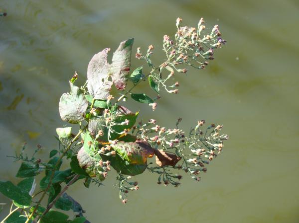 Park along Scioto River