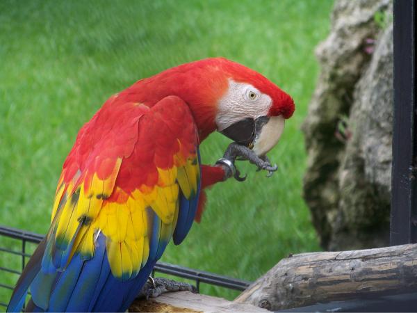Parrot