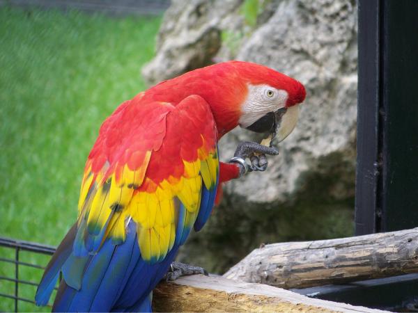Parrot
