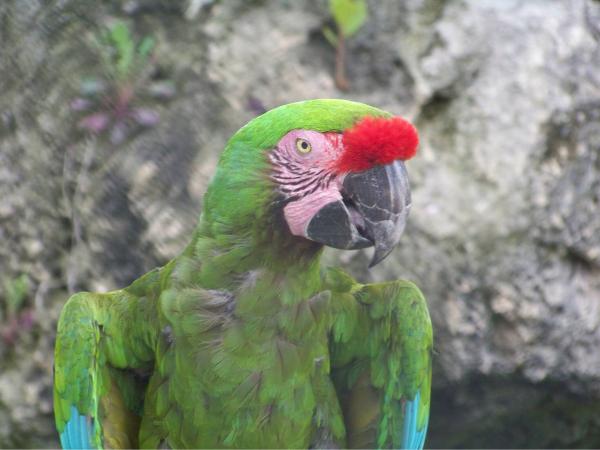 Parrot