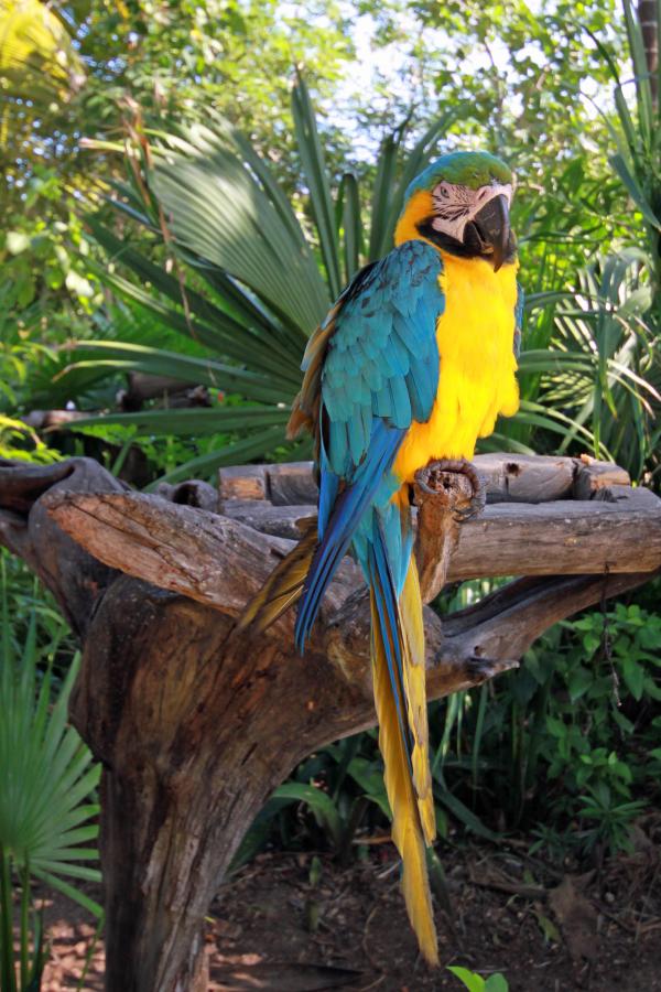 Parrot