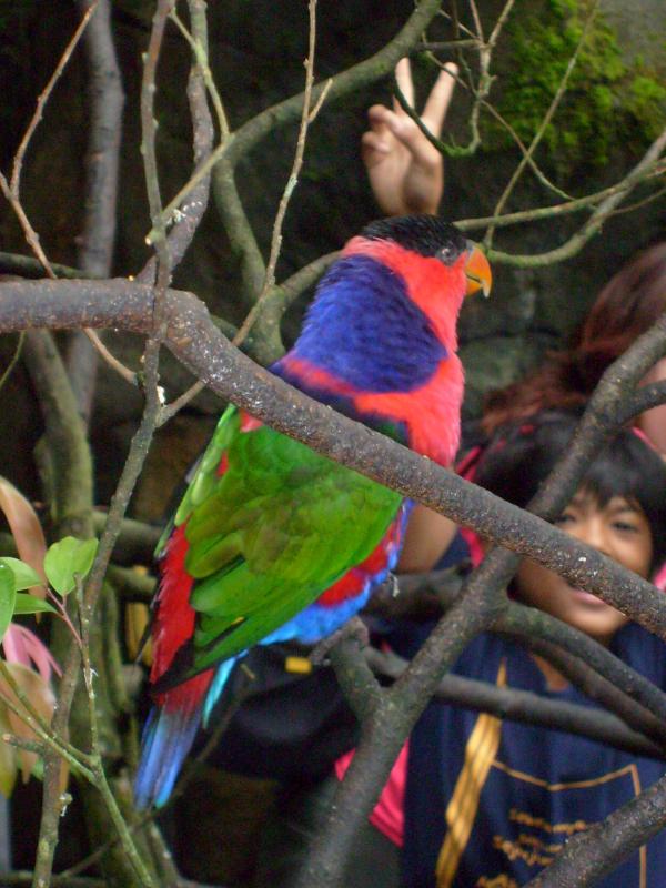 Parrot