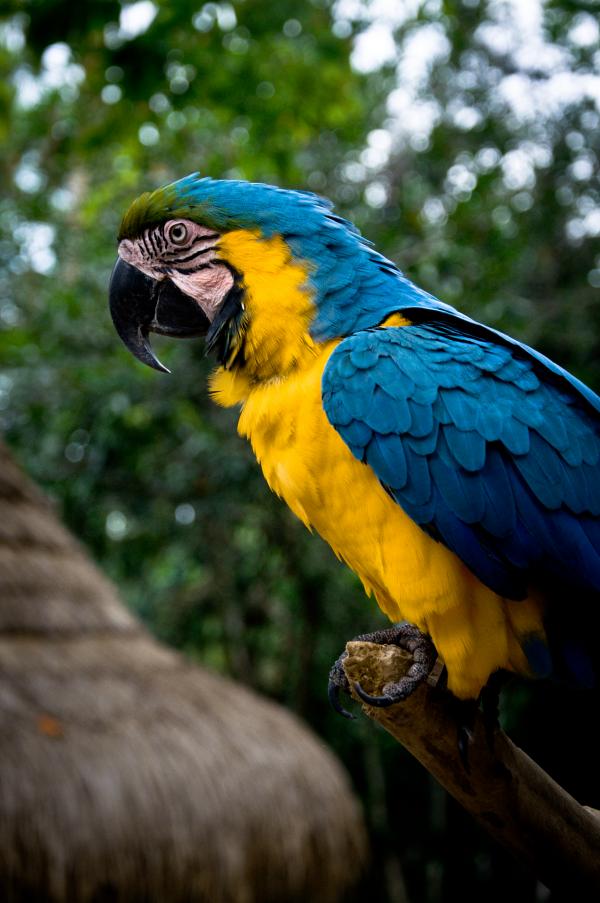 Parrot bird