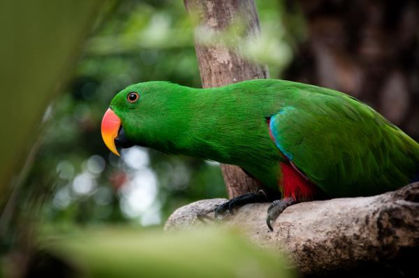 parrot bird