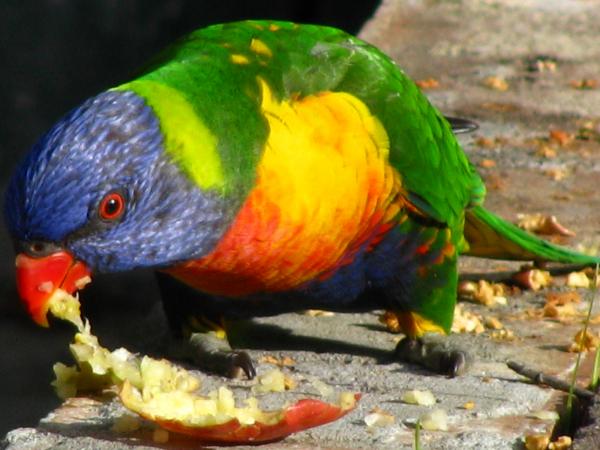 Parrot eating an apple