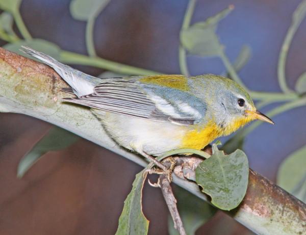PARULA, NORTHERN (11-1-10) fem, patagonia lake, scc, az -08