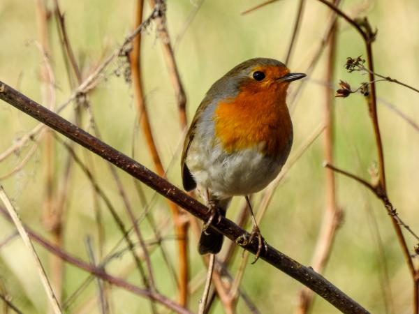 (Passeriformes: Muscicapidae) Erithacus rubecula, Rödhake / Robin