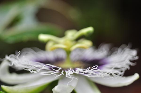Passion fruit flower