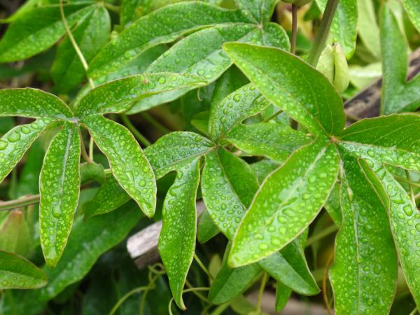 Passionflower leaf