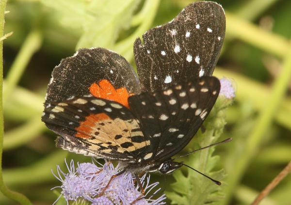 PATCH, CRIMSON (Chlosyne janais) (11-8-13) the national butterfly center, mission, tx -04