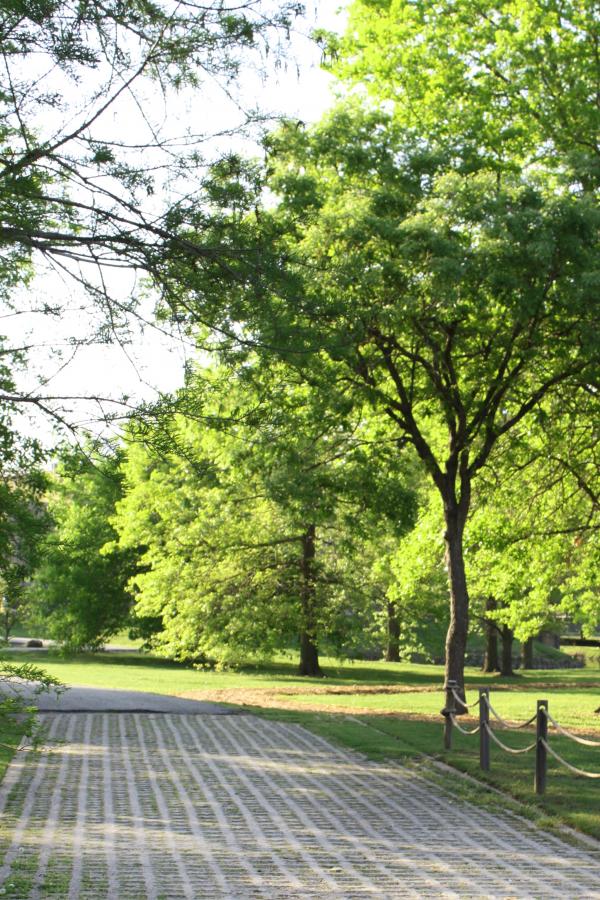 Path in a park