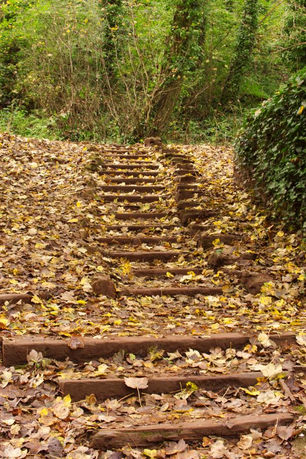 Path in the woods