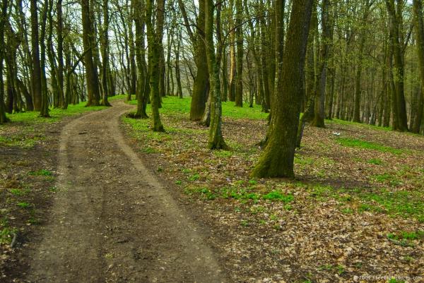 Woods