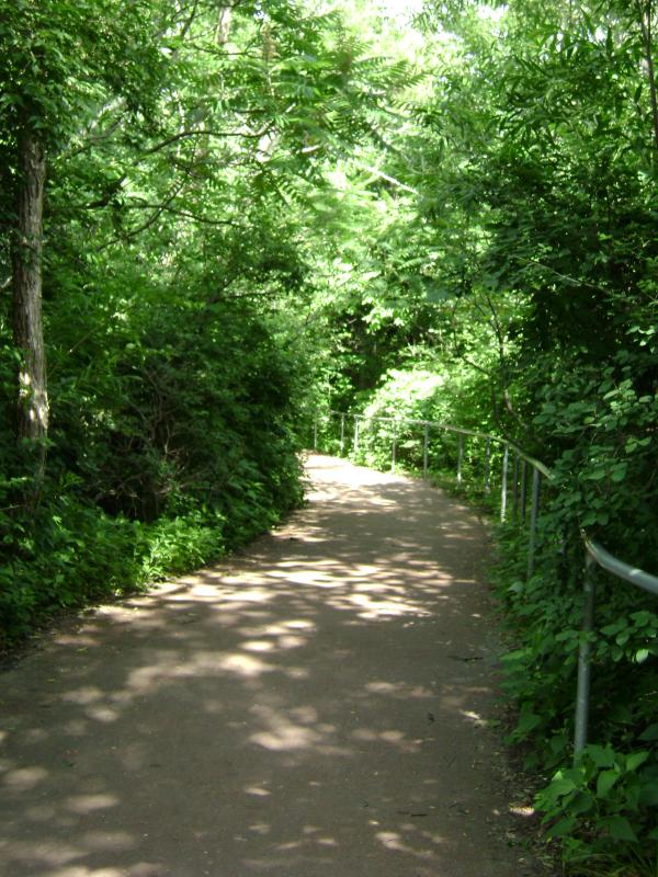 Path through the woods