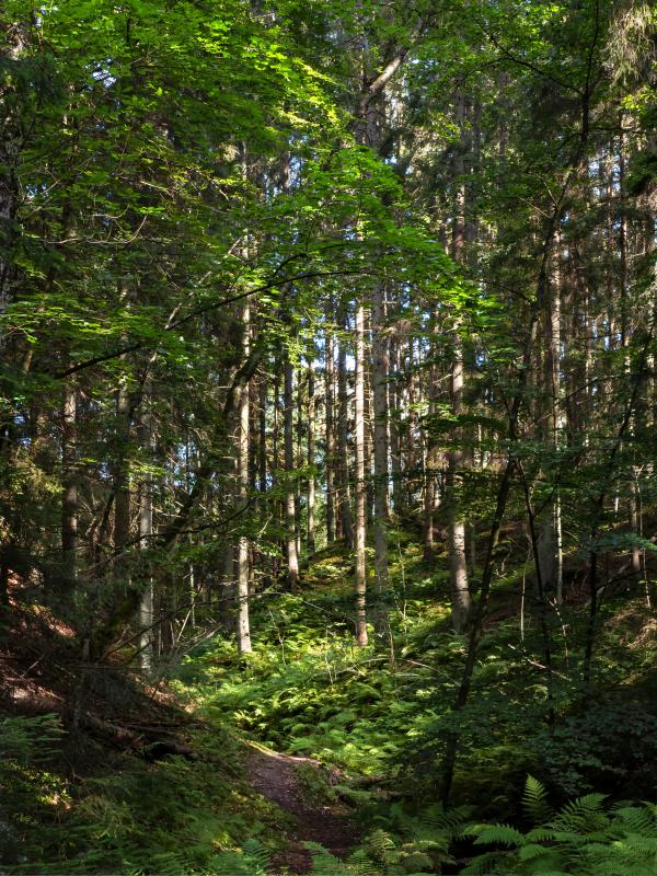 Path to a sunny patch in Gullmarsskogen ravine 3