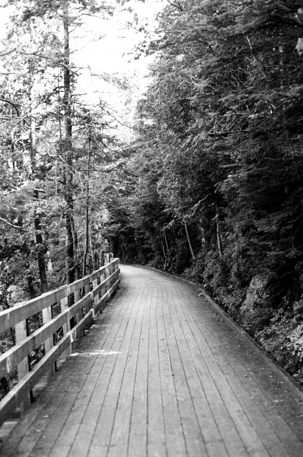 Pathway in the jungle
