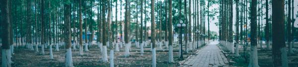 Pathway Surrounding by Trees