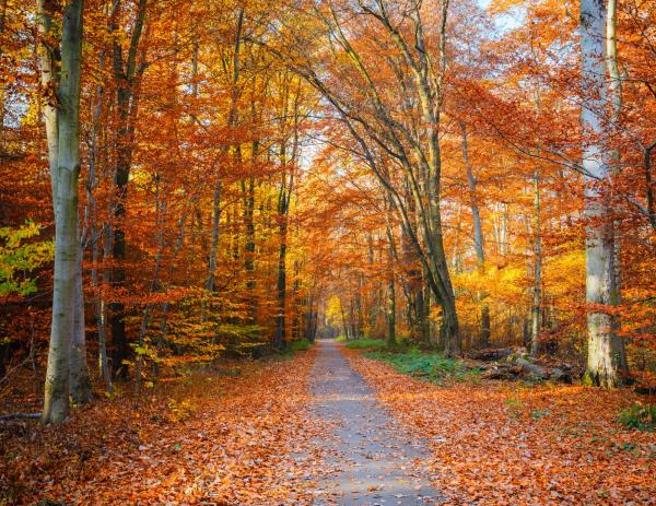 Pathway to Fall