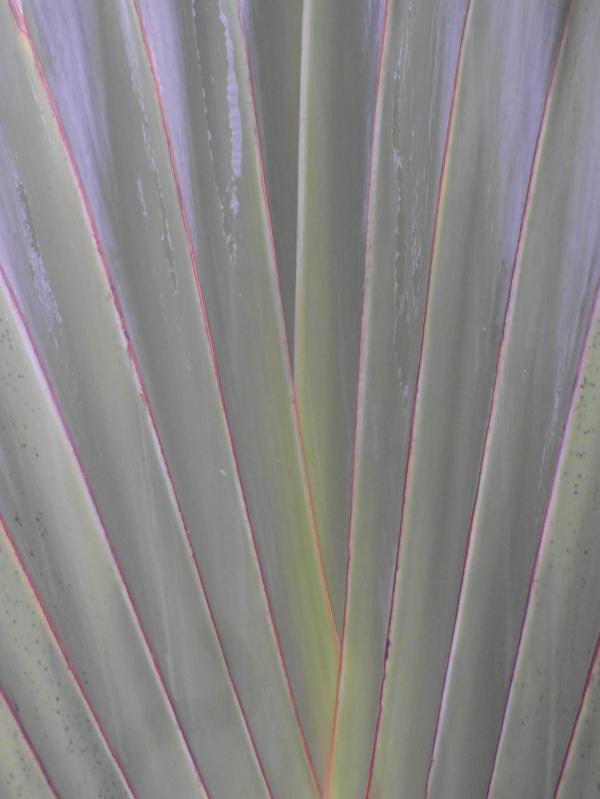 Pattern from leaves of a Travellers palm