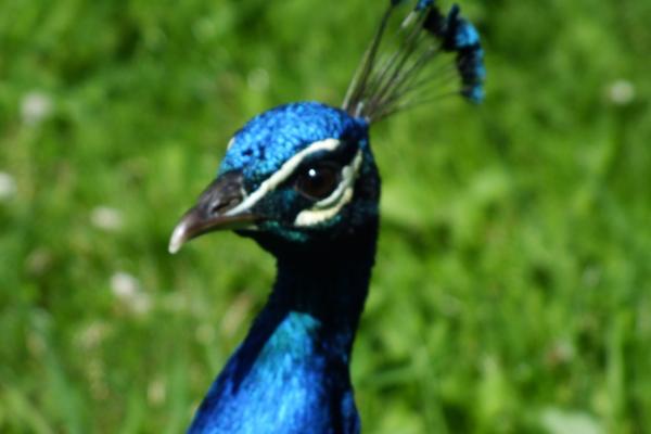 Peacock