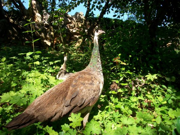 Peacock