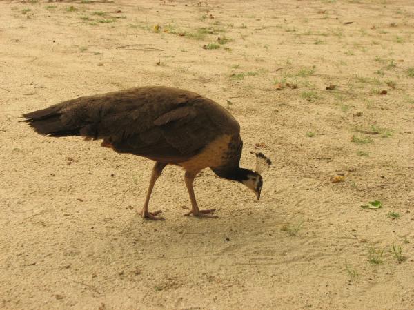 Peacock