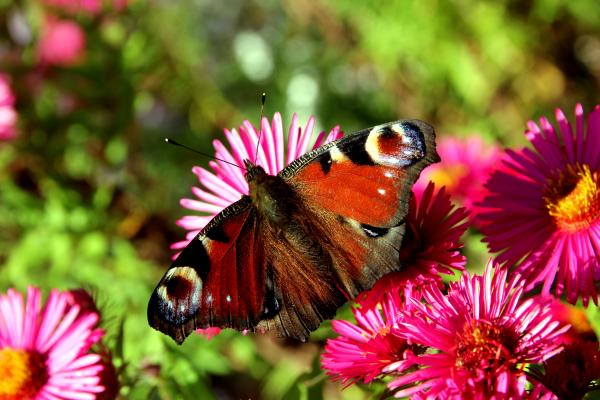 Peacock butterfly