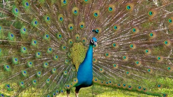 Peacocks