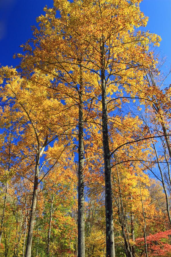 Peak Color (4)