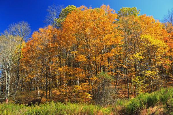 Peak Color (5)