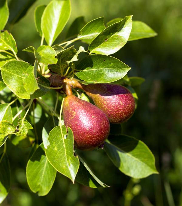 Pear