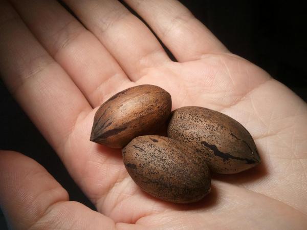Pecans
