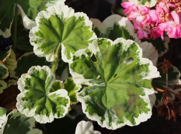 Pelargonia