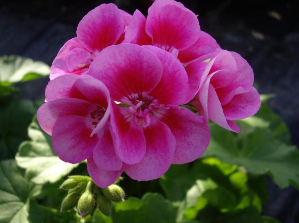 Pelargonia