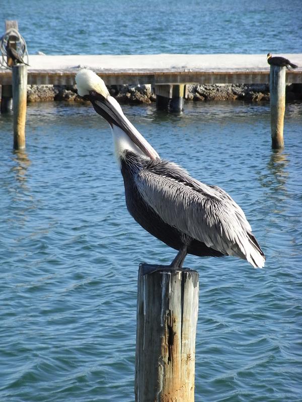 Pelican
