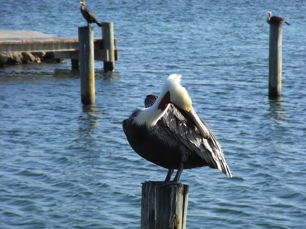 Pelican