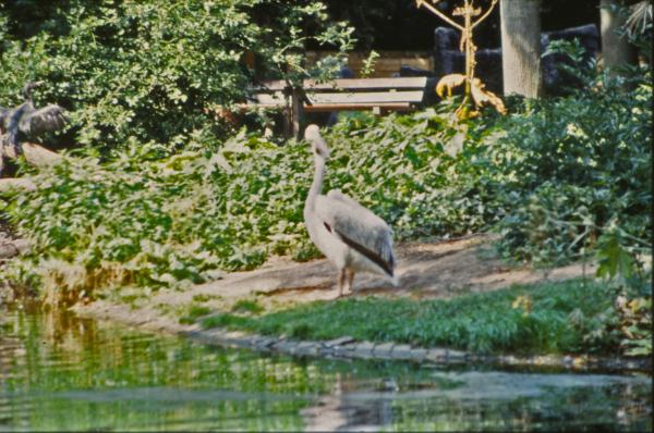 Pelican