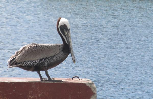 Pelican close up