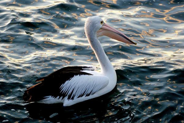 Pelican. (Pelecanus conspicillatus)