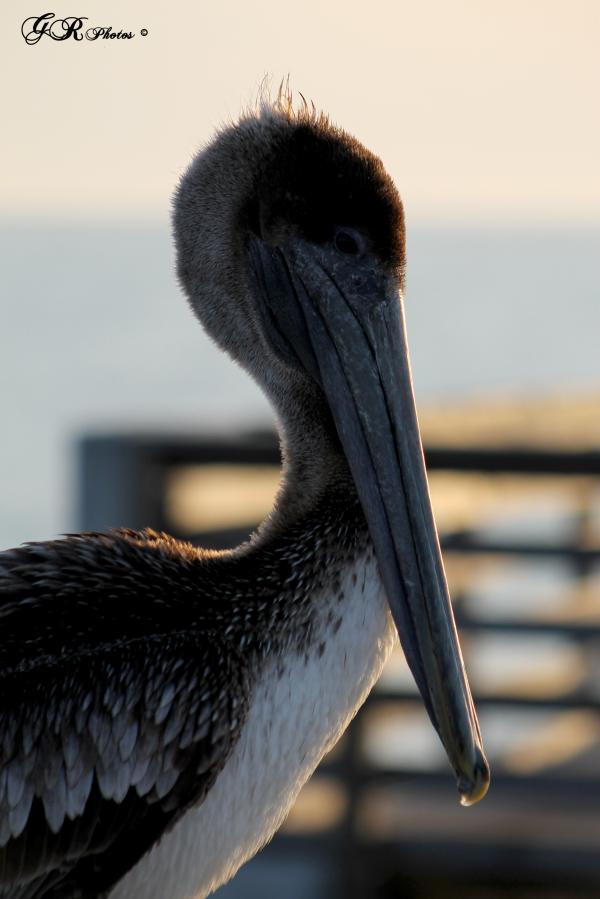 Pelican