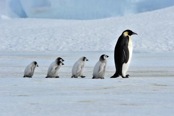 Penguin