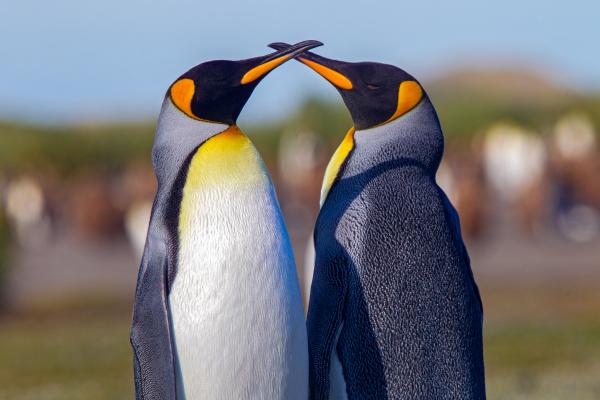 Penguin