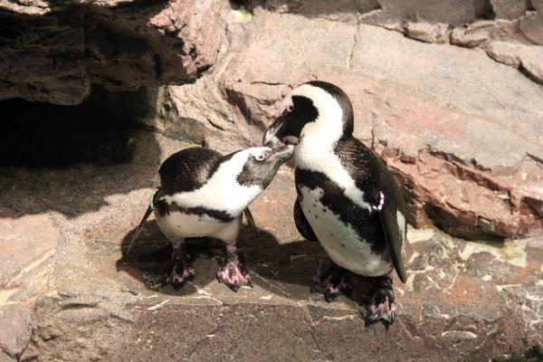 Penguin Couple