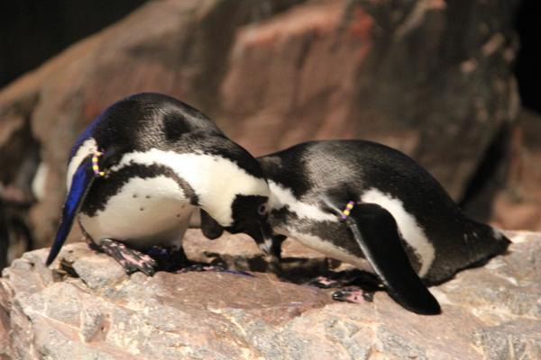 Penguin Couple