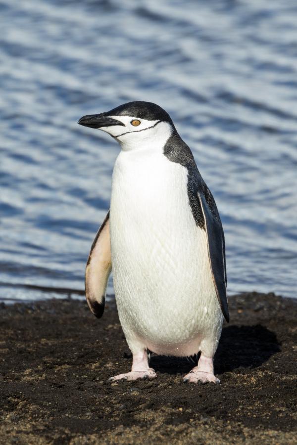 Penguine