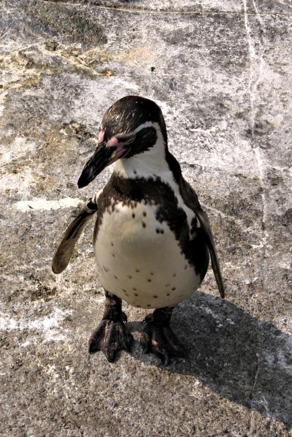 Penguine