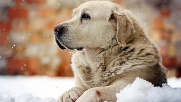 Pensive Dog