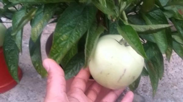 Pepino melon